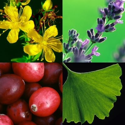 Photos of chamomile, lavender, cranberries, and ginkgo